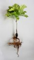 Ackroyd & Harvey Beuys\' Acorns and Stranded