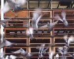 PIDGIN interrupted transmission, 2001
